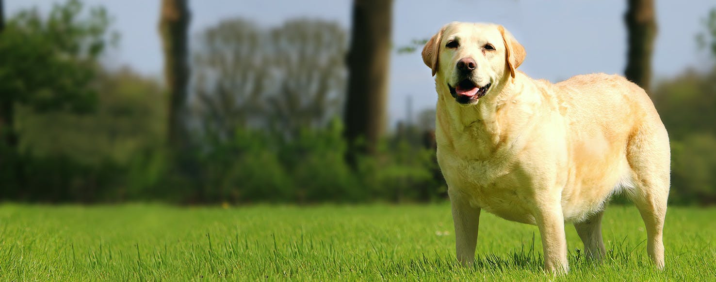 Dog Names That Start With Pi Popular Male And Female Names Wag 